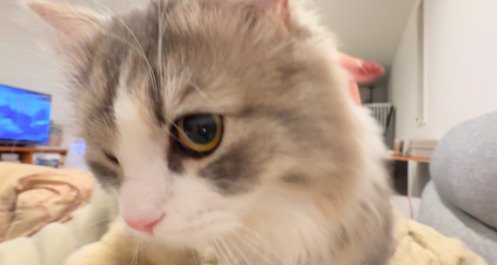 飼い主の顔の前にやってきた猫