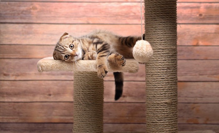 ボーっとする猫