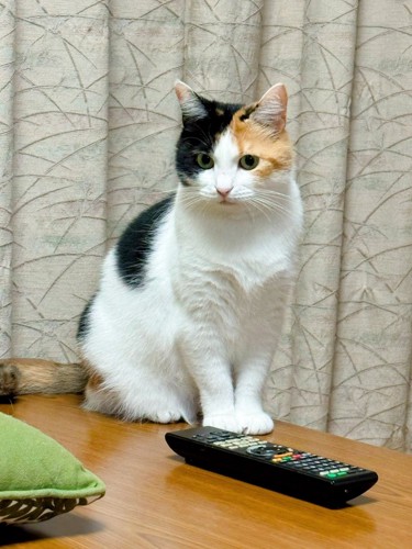 机の上に座り込む三毛猫