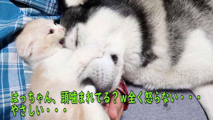 犬の頭を噛む子猫