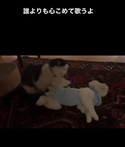 横たわる猫が足を上げる