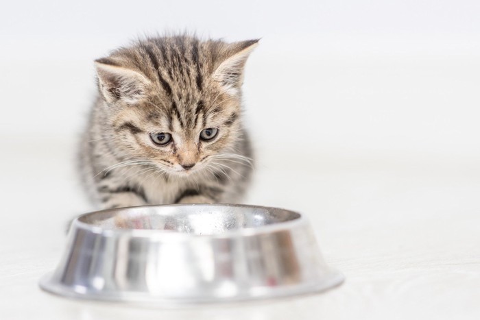 食器を見つめる猫