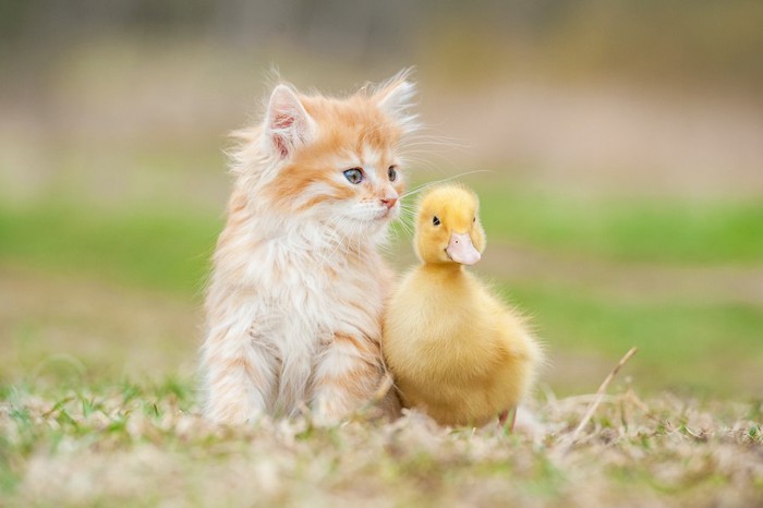 並んで遠くを見つめる子猫とアヒルの子