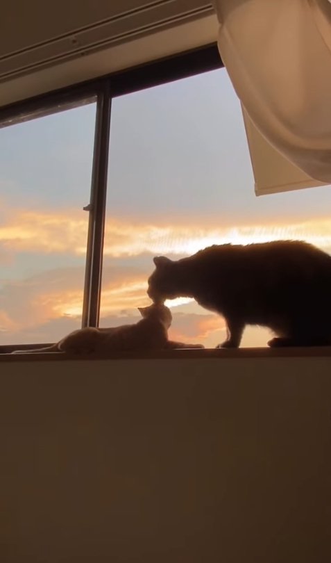 窓際にいる子猫の毛づくろいをする猫