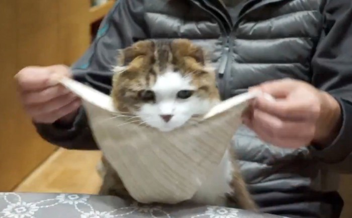 スタイを巻き付けられる猫
