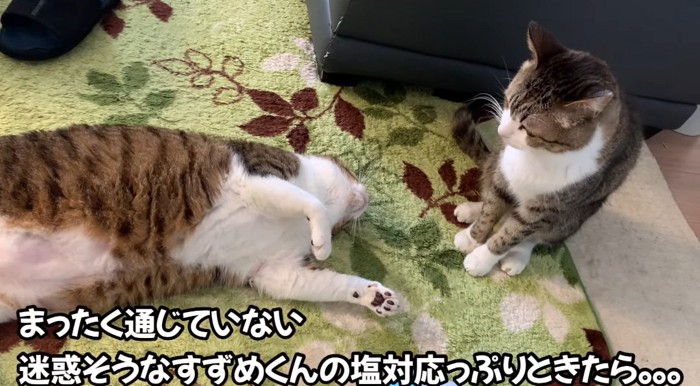 ゴロンする猫