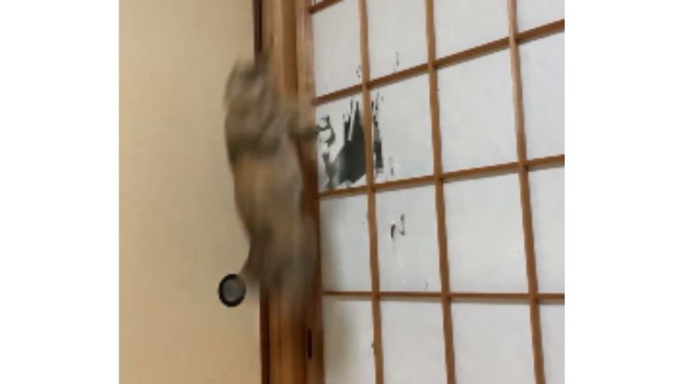猫と障子