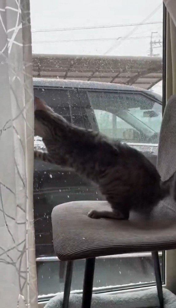 テンションが高い猫