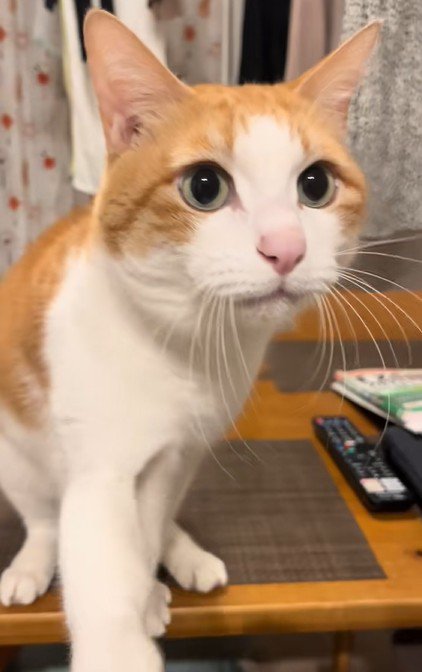 見つめる猫