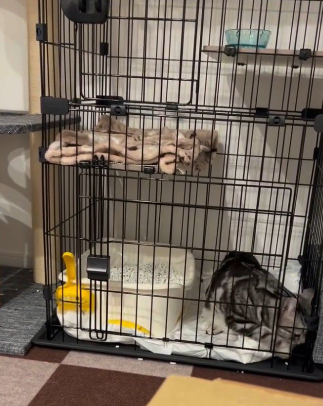 ケージ右端にいる猫