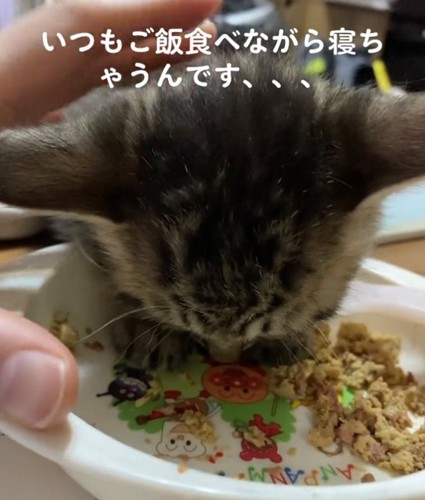 お皿に顔を突っ込むてんちゃん