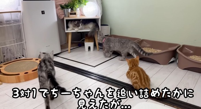 囲む猫