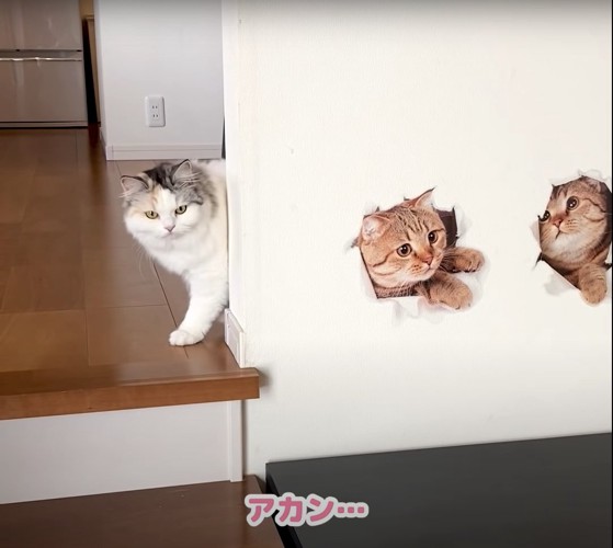 真面目な顔をしている猫