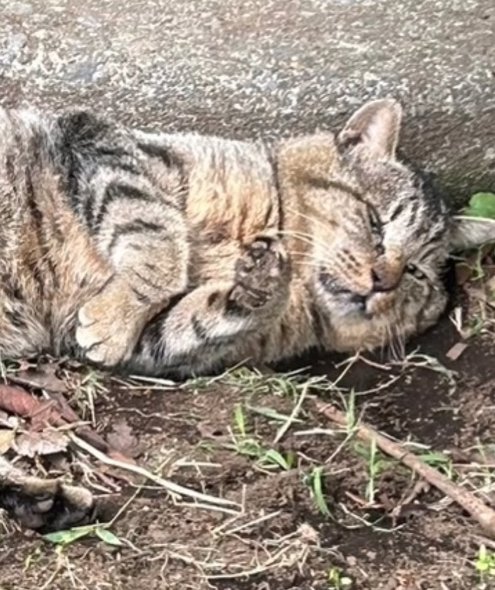 土の上で横たわってカメラを見つめる猫