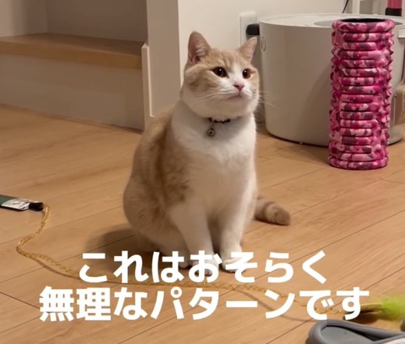 見つめる猫