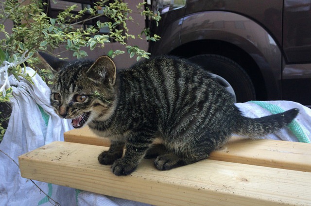 威嚇で鳴き声を出す猫