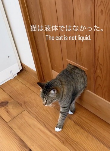 一歩下がる猫