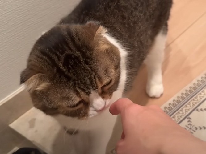 匂いを嗅ぐ猫