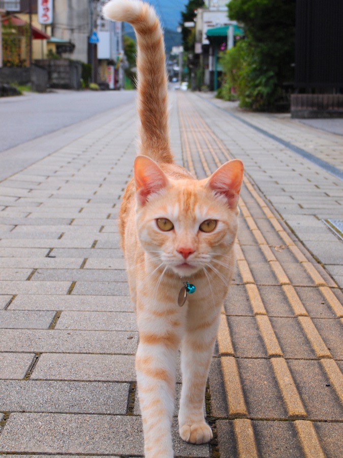 尻尾を立てて近づく猫