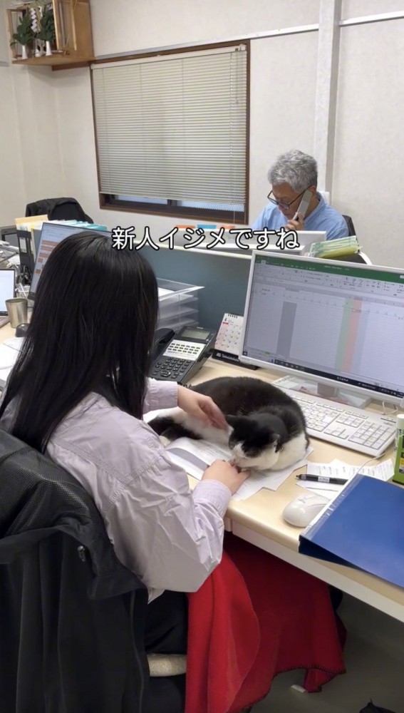 猫にいじめられる女性