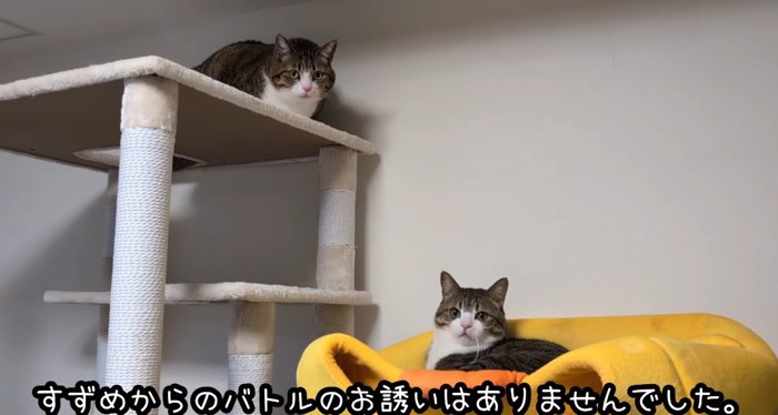 くつろぐ猫