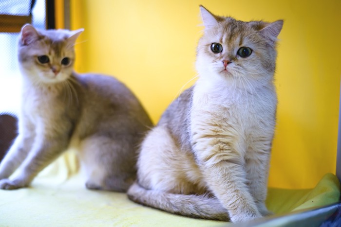 座っている2頭のバーミラの子猫たち