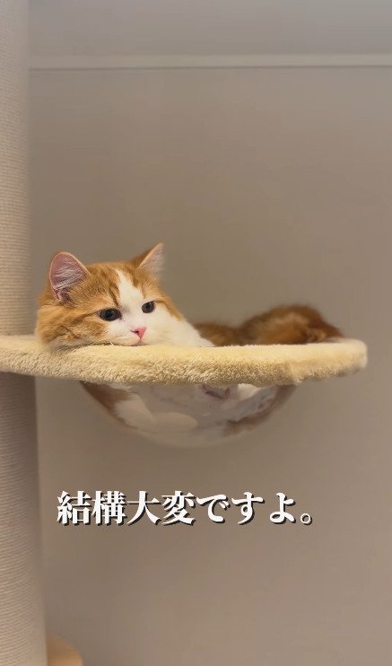 お気に入りの場所に座る猫