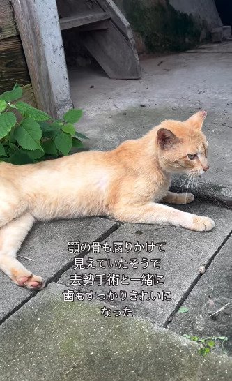 地面に伏せる猫