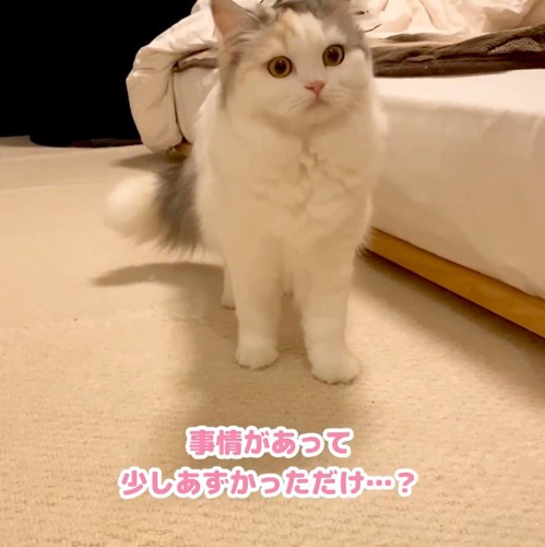 目を見開いてカメラを見つめる猫