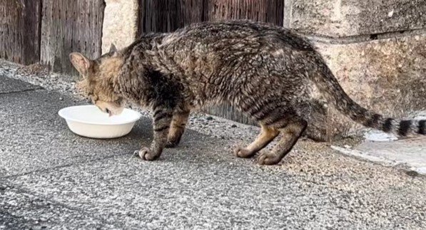 ボロボロの猫