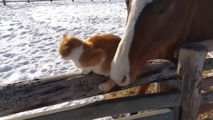 猫のしっぽに鼻を近づける猫