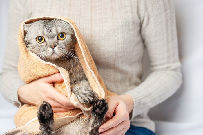 お風呂上がりの猫