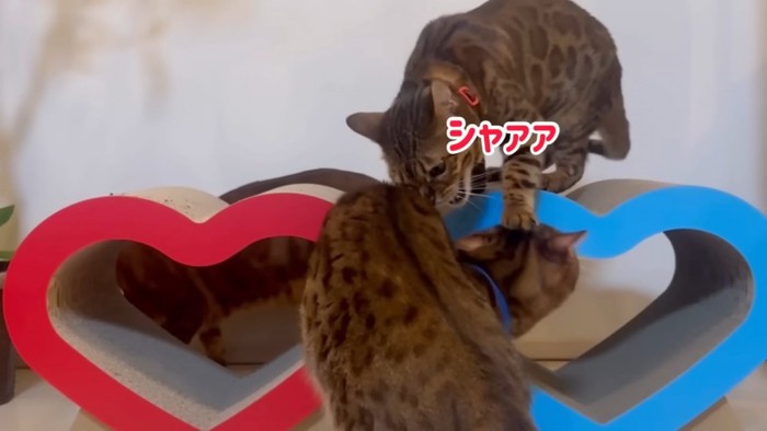 喧嘩する2匹の猫