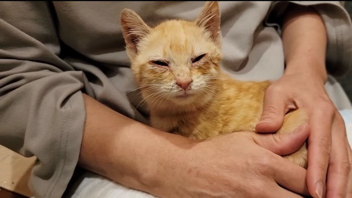 人のひざに乗ってカメラの方を見る子猫