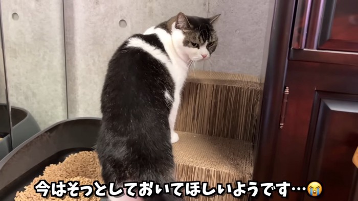 階段で振り向く猫