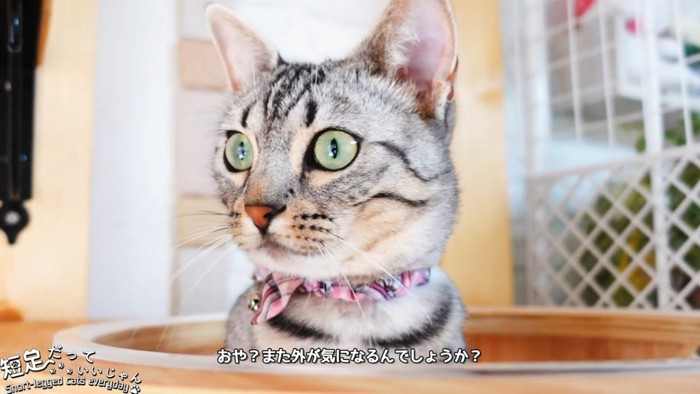 顔を出す猫