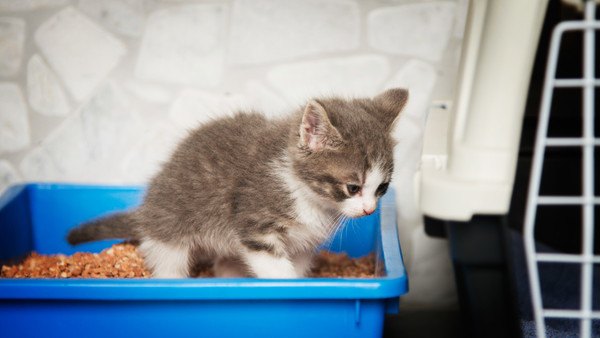 青いトイレにいる子猫