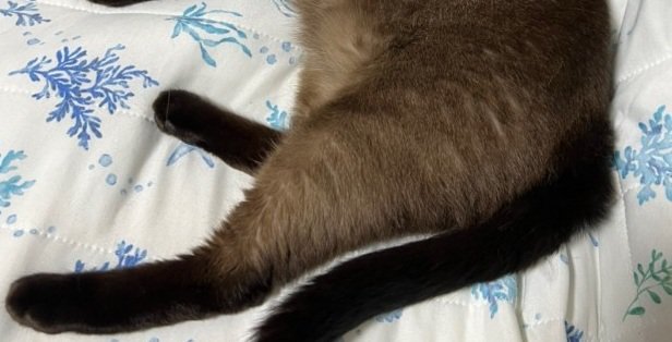 おこげちゃんの足としっぽ