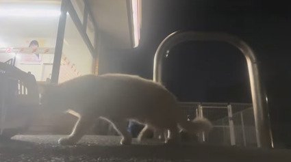 キャリーケースに向かって茶トラ猫