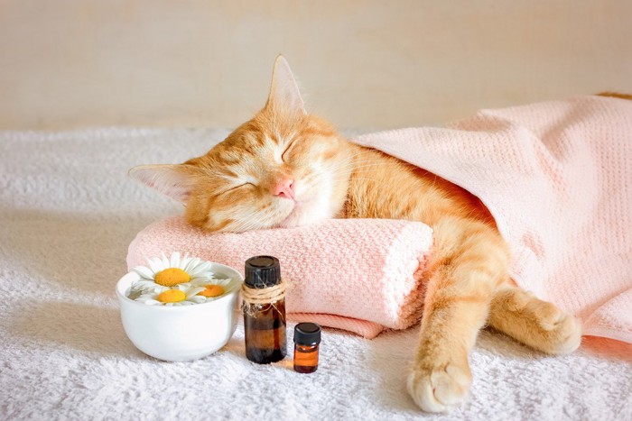 猫とアロマ