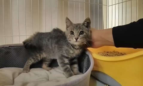 ベッドの端に立つ子猫