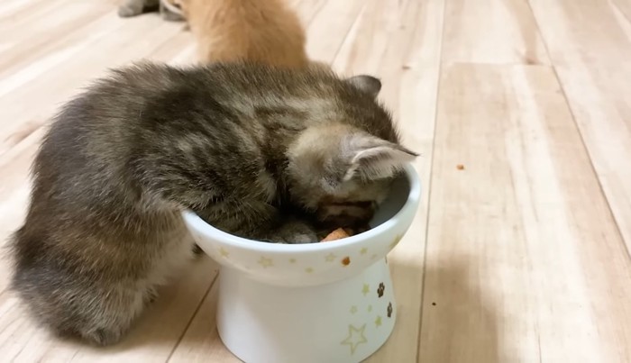 子猫ちゃん上から