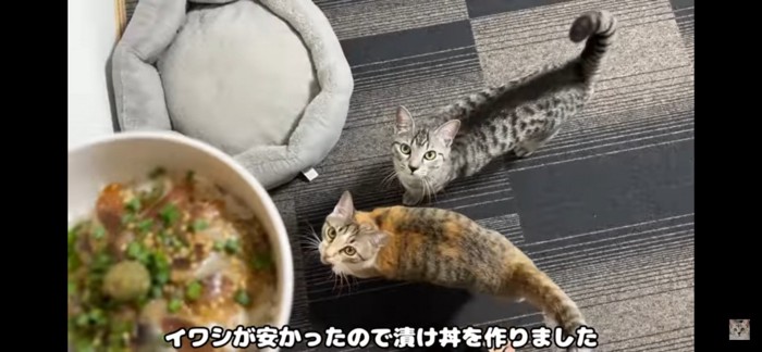 いわし丼