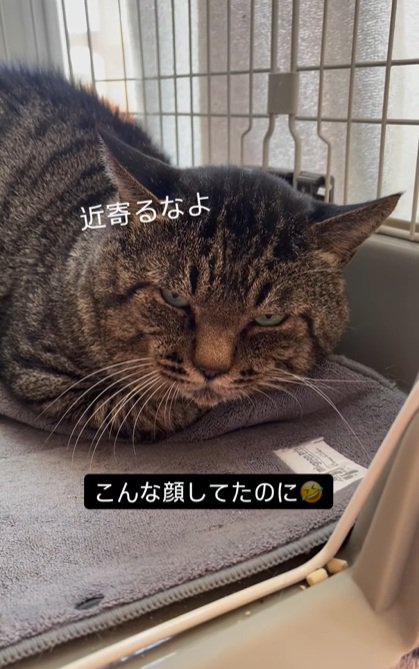 睨む猫