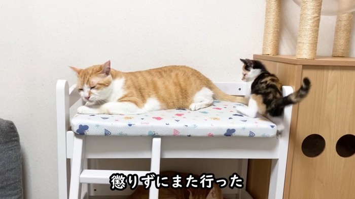 猫ベッドで寝る成猫と後ろにいる子猫