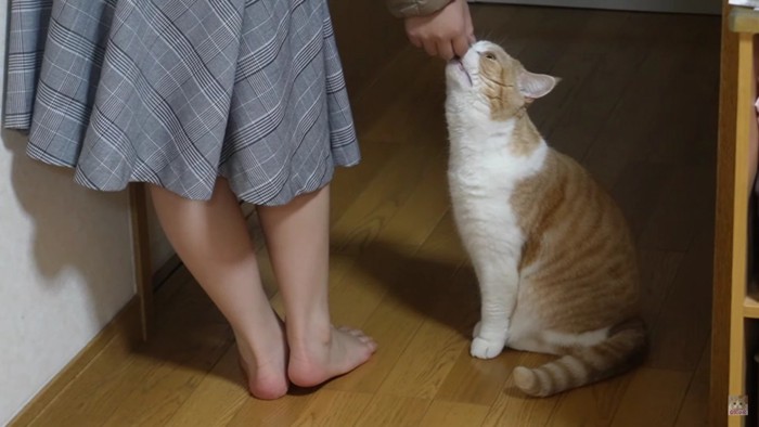 女の子と猫