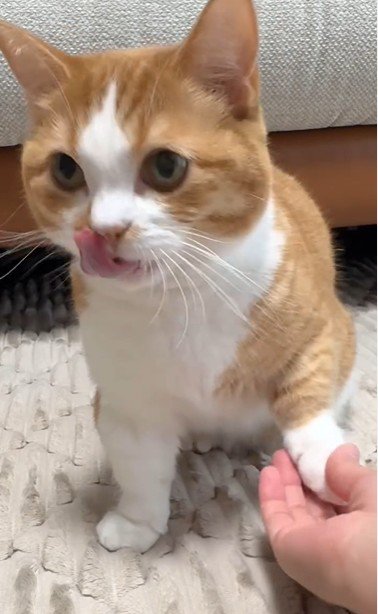 おかわりをしている猫