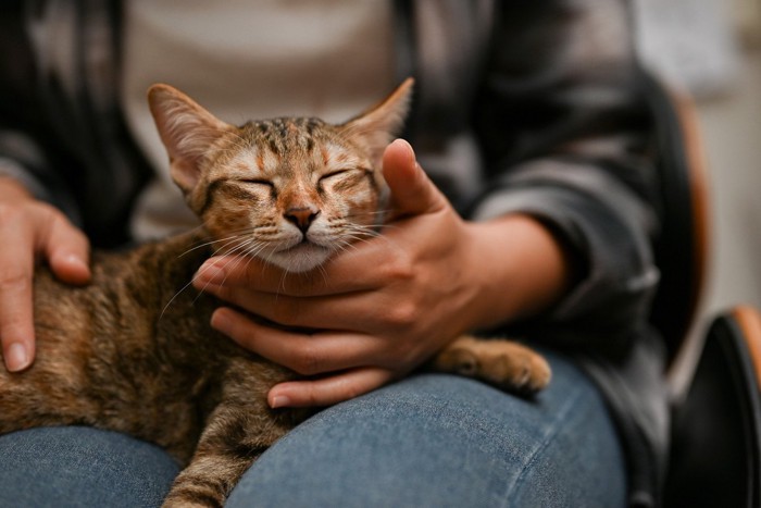 撫でられて目を閉じる猫