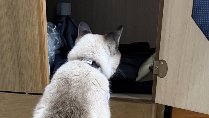 洋服タンスの中を見ている猫