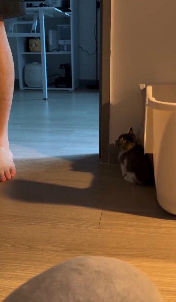 壁に潜んだままの猫と部屋に来た人間の足